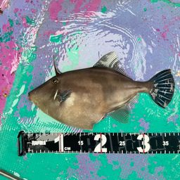 ウマヅラハギ