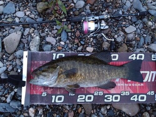 スモールマウスバスの釣果