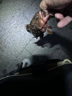 キジハタの釣果