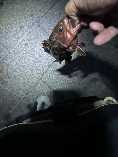 キジハタの釣果