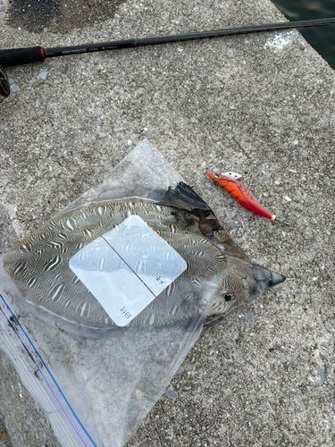 コウイカの釣果