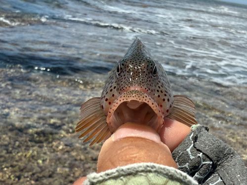 ホシゴンベの釣果
