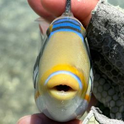 ムラサメモンガラ