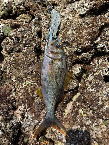 イシフエダイの釣果