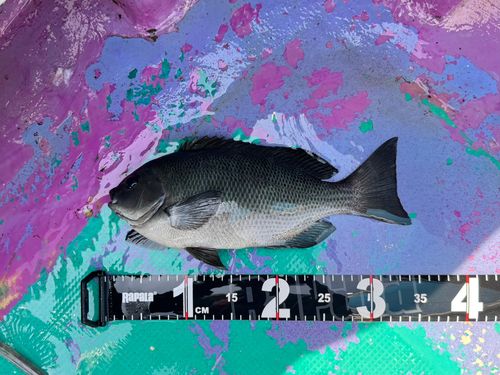 メジナの釣果