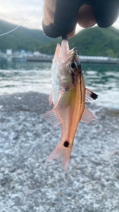 ネンブツダイの釣果