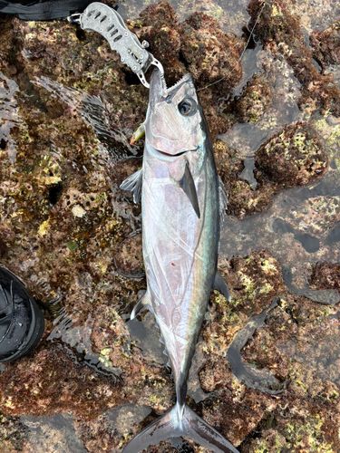 イソマグロの釣果