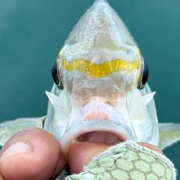 ヒトスジタマガシラ