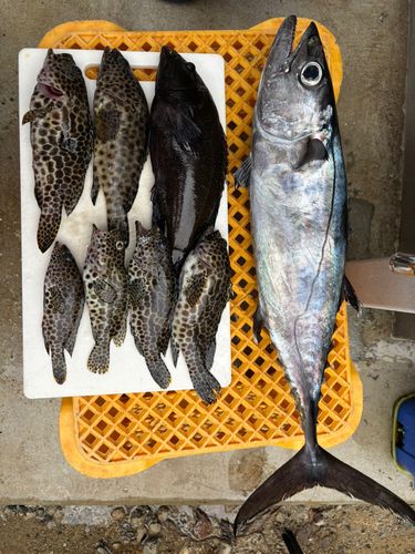 イシミーバイの釣果