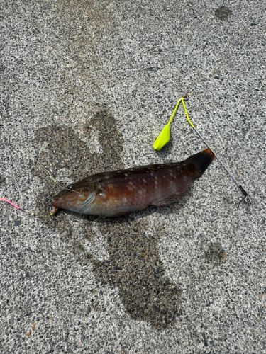 ホシササノハベラの釣果