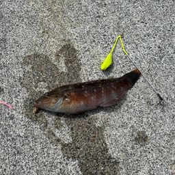 ホシササノハベラ