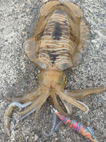 アオリイカの釣果