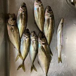 アジ