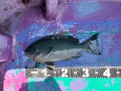 メジナの釣果