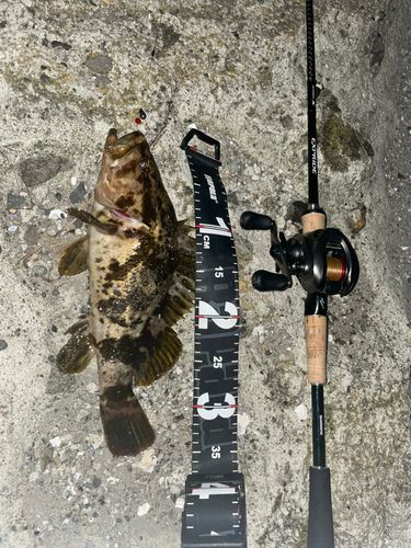 ベッコウゾイの釣果