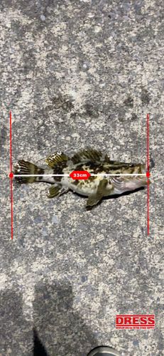 ベッコウゾイの釣果