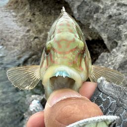 ミツバモチノウオ