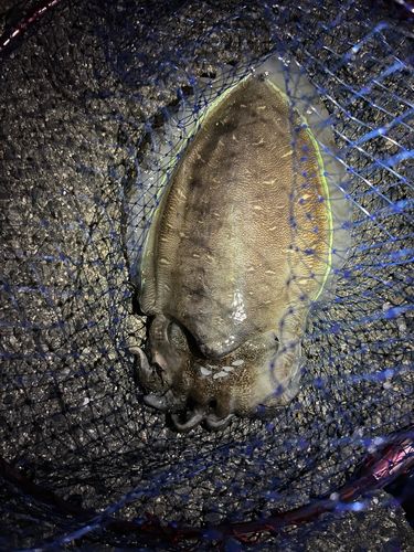 モンゴウイカの釣果