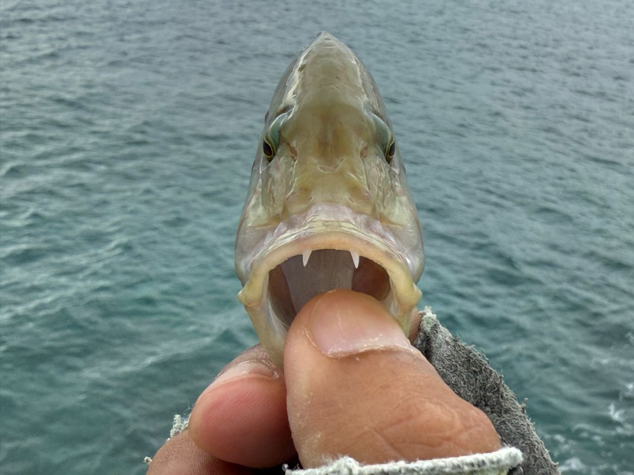 ヒトスジモチノウオ