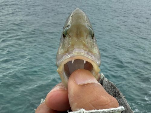 ヒトスジモチノウオの釣果
