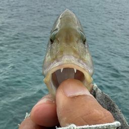 ヒトスジモチノウオ