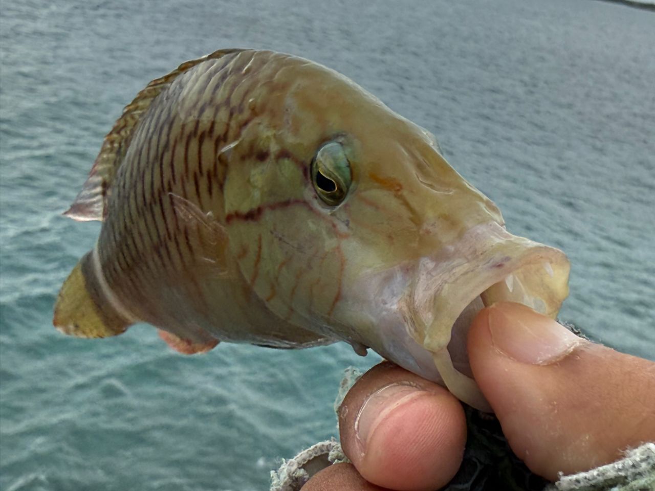 ヒトスジモチノウオ