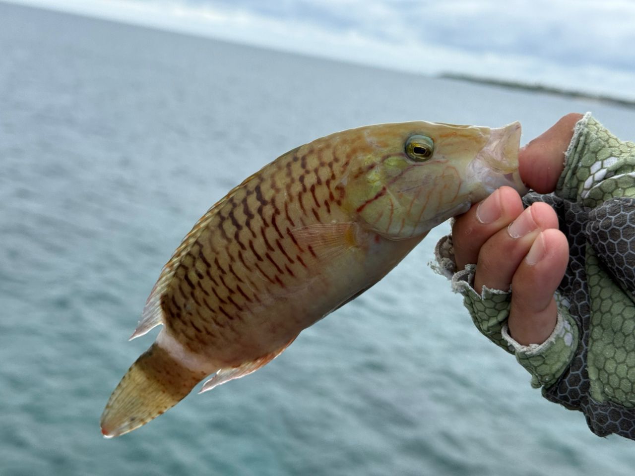 ヒトスジモチノウオ