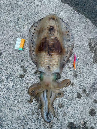 アオリイカの釣果
