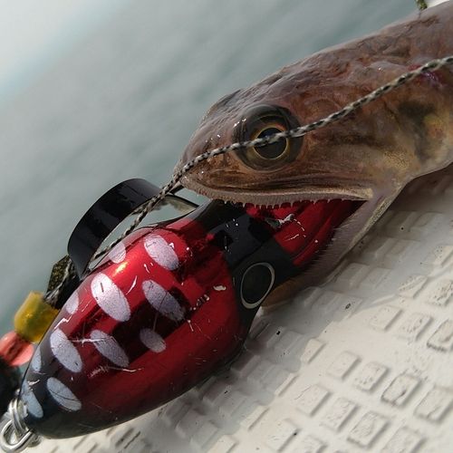 エソの釣果