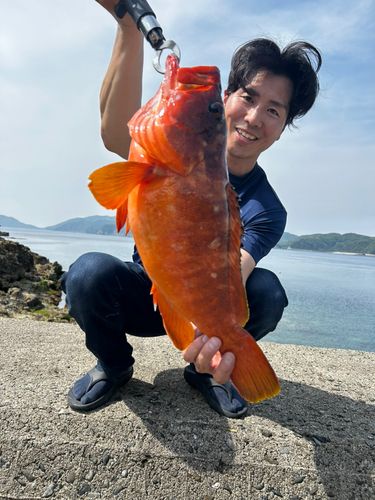 アカハタの釣果
