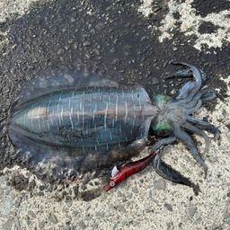 アオリイカ