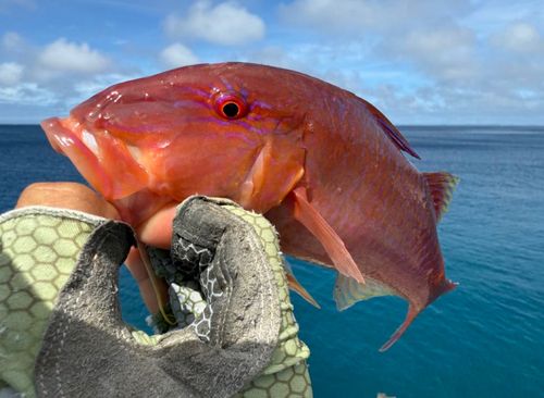 マルクチヒメジの釣果