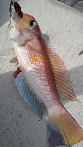 アカアマダイの釣果