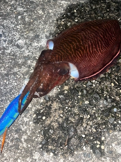 コウイカの釣果