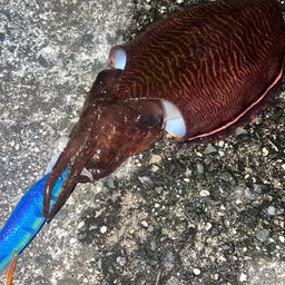 コウイカ