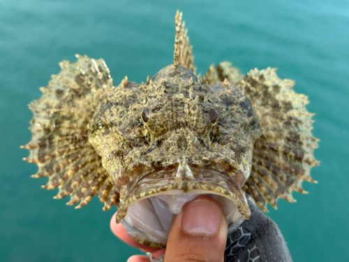 イヌカサゴの釣果