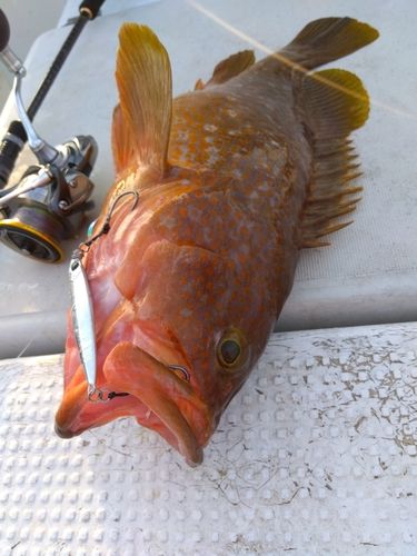 キジハタの釣果
