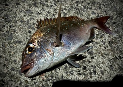マダイの釣果