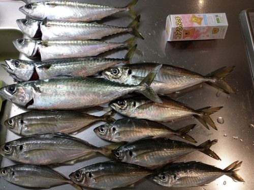 マアジの釣果