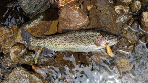 ニジマスの釣果