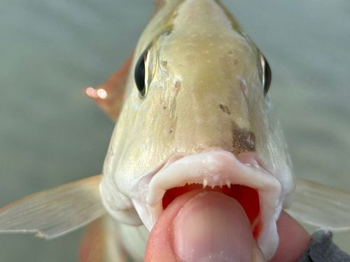 タテシマフエフキの釣果