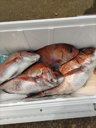 マダイの釣果