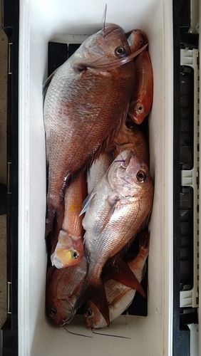 マダイの釣果