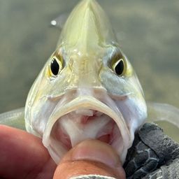 オニヒラアジ