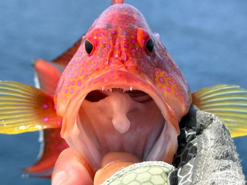 オジロバラハタの釣果