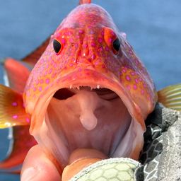 オジロバラハタ