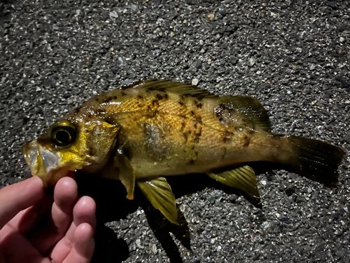 メバルの釣果