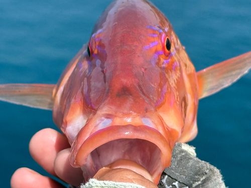 マルクチヒメジの釣果