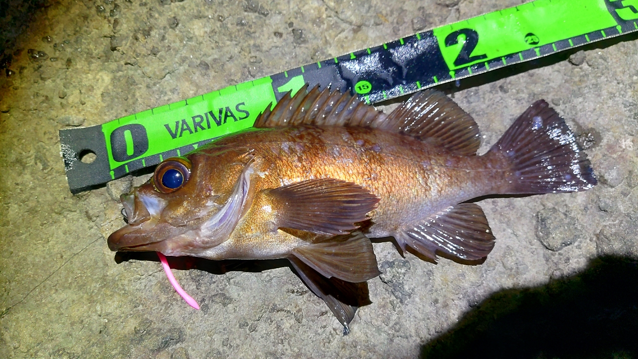 DAIWA 16メバリング X 78L-Tの最安値・インプレ・釣果 | 本音の