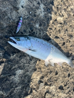 サクラマスの釣果